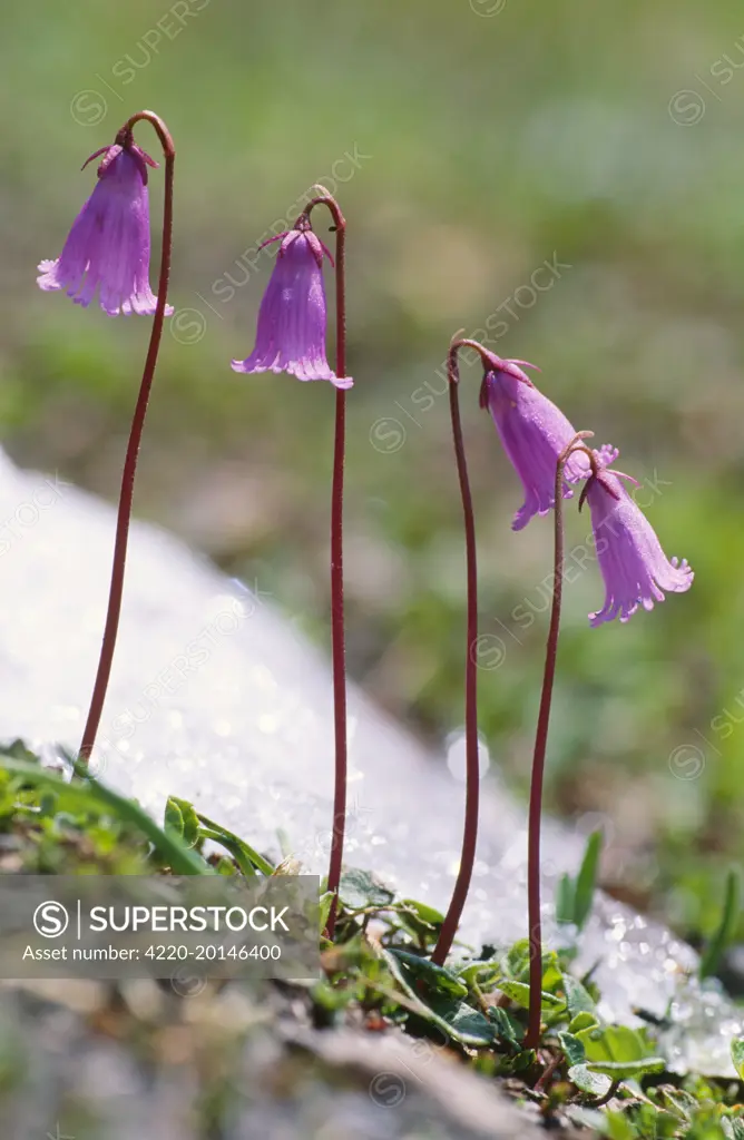 Dwarf SNOWBELLS - Alpine Flower (Soldanella pusilla). Austrian Alps.