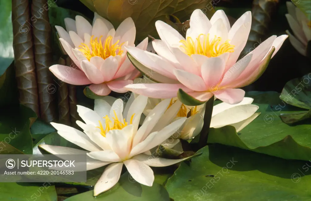 White WATER LILY - In garden pond (Nymphaea alba)