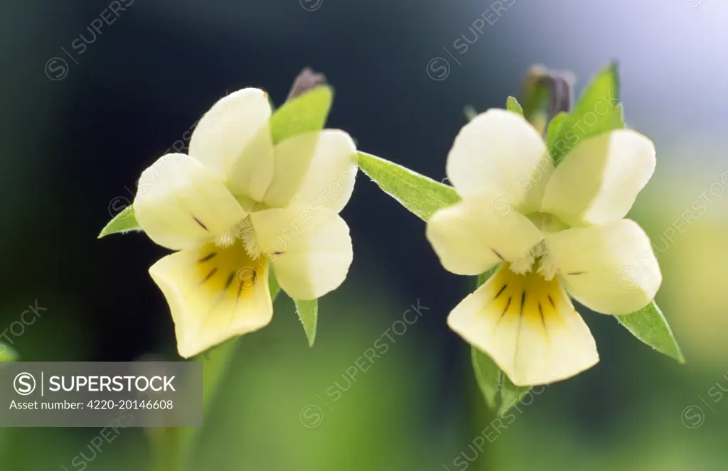 Field PANSY - Close study of flowers (Viola arvensis)