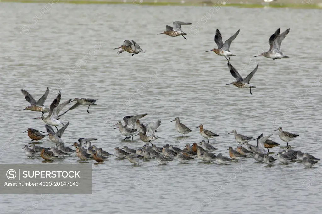 Bar-Tailed Godwit  and Knot (Calidris canutus) - taking flight from sea shore, June (Limosa limosa). Isle of Texel, Holland.