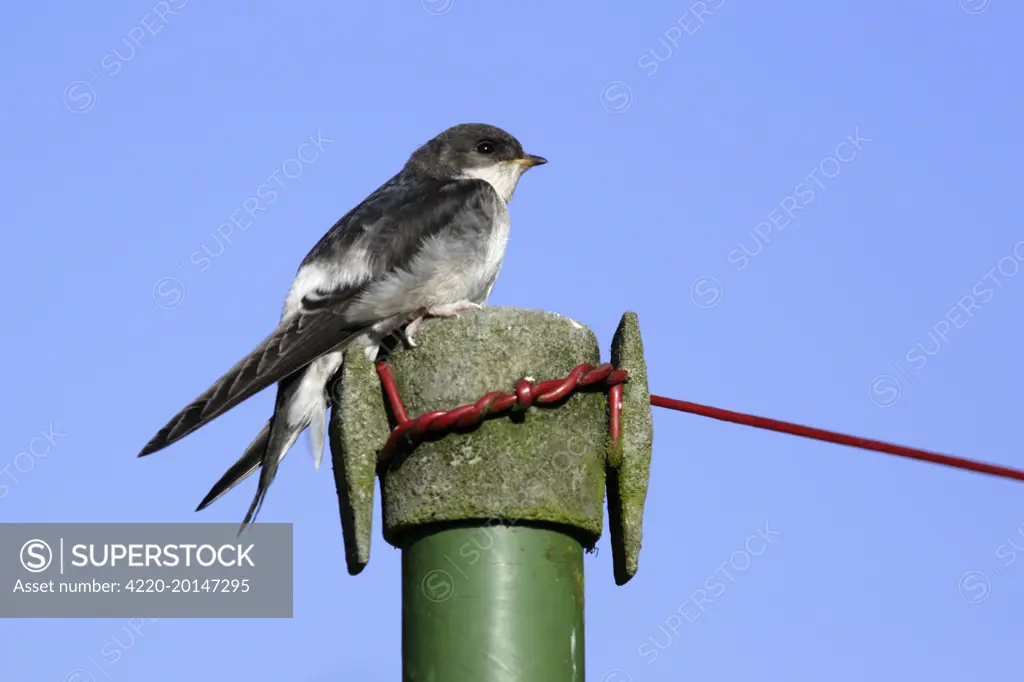 House Martin - Juvenile on washing line post (Delichon urbica). Lower Saxony, Germany.