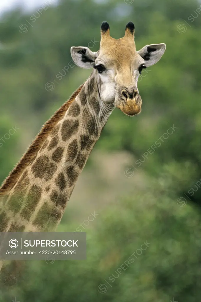 Southern Giraffe - portrait (Giraffa camelopardalis). Kruger national park, S. Africa.