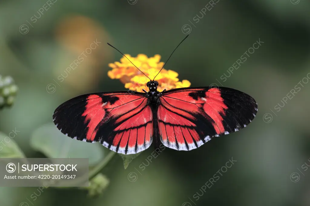 Piano Key / Postman Butterfly - feeding on flower, (Heliconius melpomene). Dist: Central and Tropical South America.
