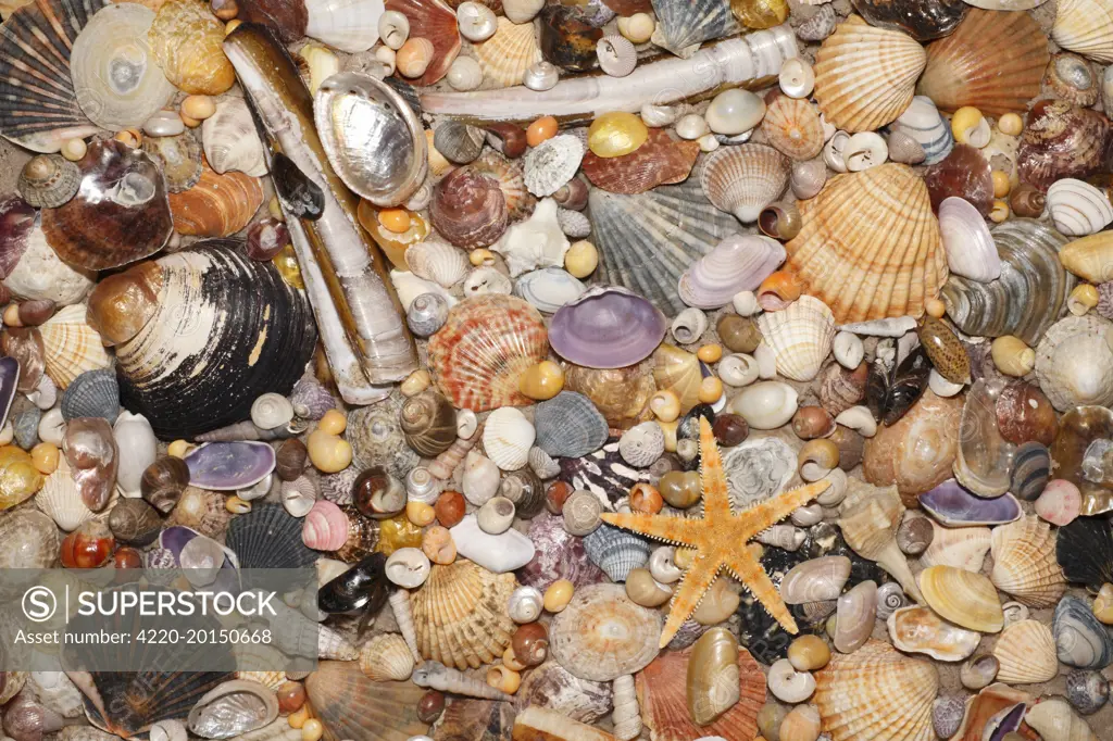Atlantic Mixed Shells - and starfish on beach. in Coto Donana National Park, Andalucia, South Spain.
