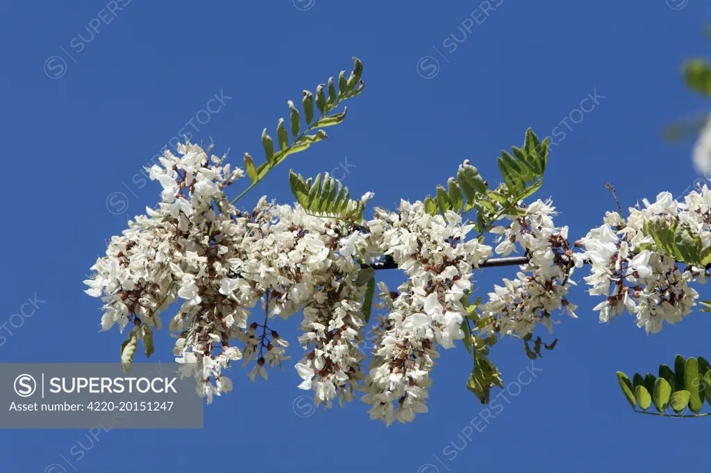 Locust Tree or Acacia - blossom (Robinia pseudoacacia). Extremadura, Spain.