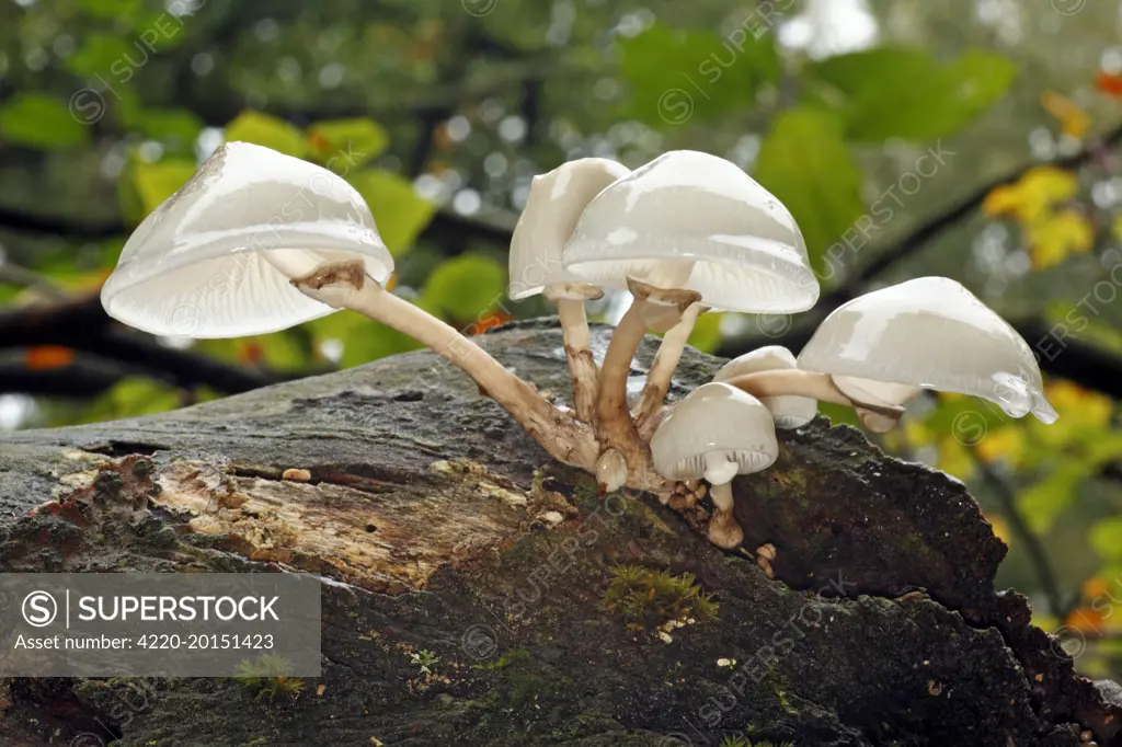 Porcelain Fungus - growing on dead beech tree (Oudemansiella mucida). Sababurg Ancient Forest NP, Hessen, Germany.