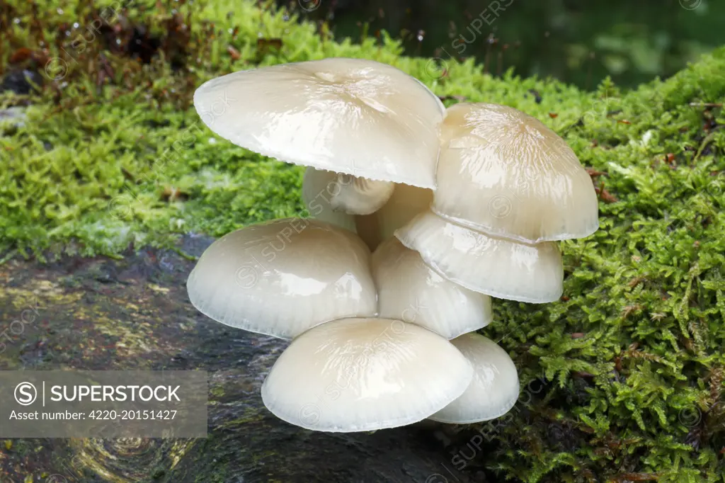Porcelain Fungus - growing on dead beech tree (Oudemansiella mucida). Sababurg Ancient Forest NP, Hessen, Germany.