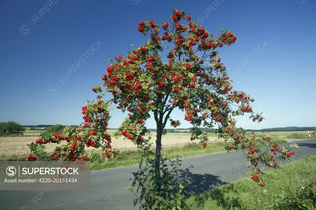 Rowan / Mountain Ash - ripened berries on roadside tree (Sorbus aucuparia). Lower Saxony, Germany.