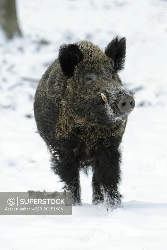 Wild Pig - boar in snow covered forest (Sus scrofa). Hessen - Germany.