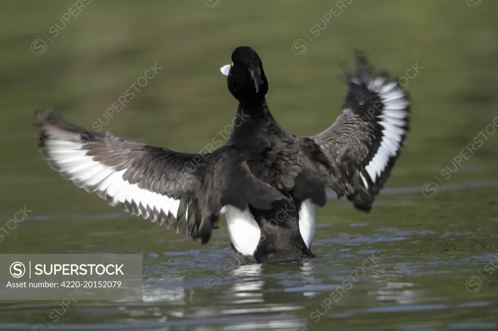 Tufted Duck - male flapping wings on lake (Aythya fuligula). Hessen - Germany.