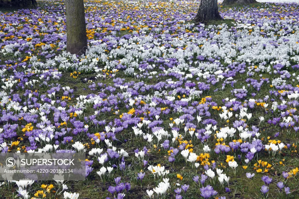 Crocus - flowering in park at springtime (Crocus sp.). Lower Saxony - Germany.