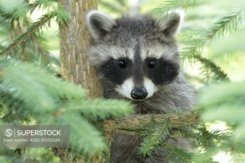 Raccoon - baby animal sitting in fir tree  (Procyon lotor). Hessen - Germany.