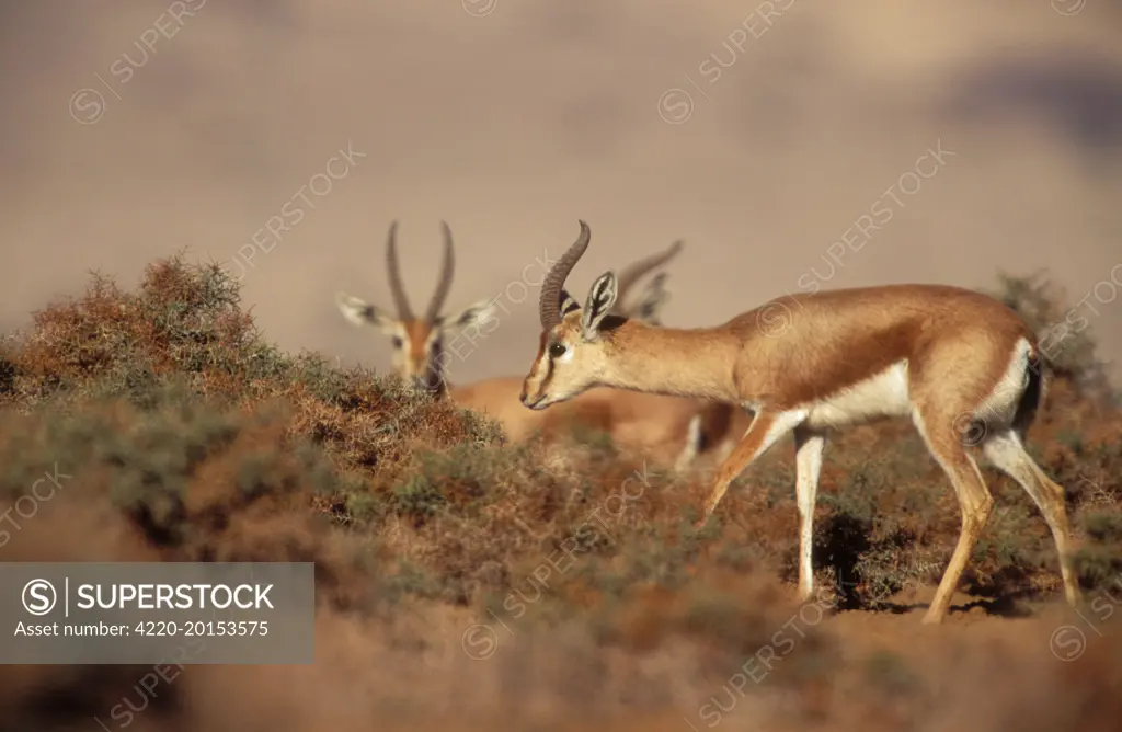 Dorcas / Negav GAZELLE (Gazella dorcas). Negav Desert, Israel.