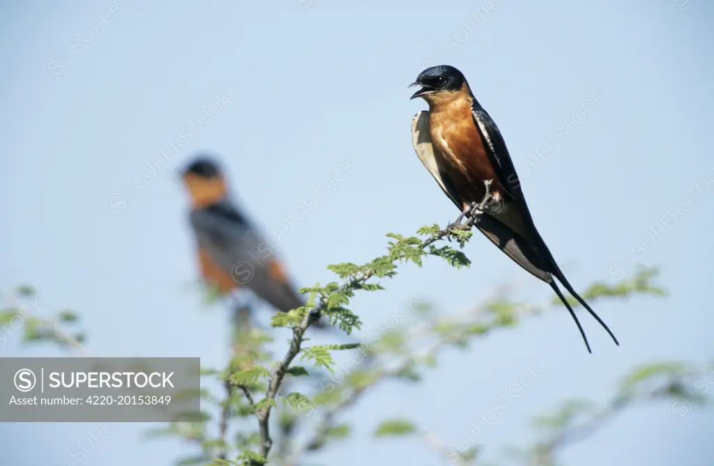 Red-Breasted SWALLOW - Singing from bush (Hirundo semirufa). South Africa.