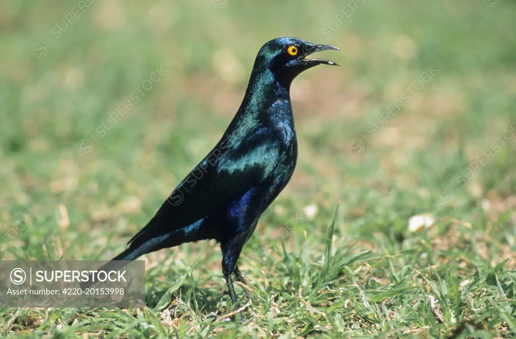 Cape Glossy STARLING - Calling (Lamprotornis nitens). South Africa.