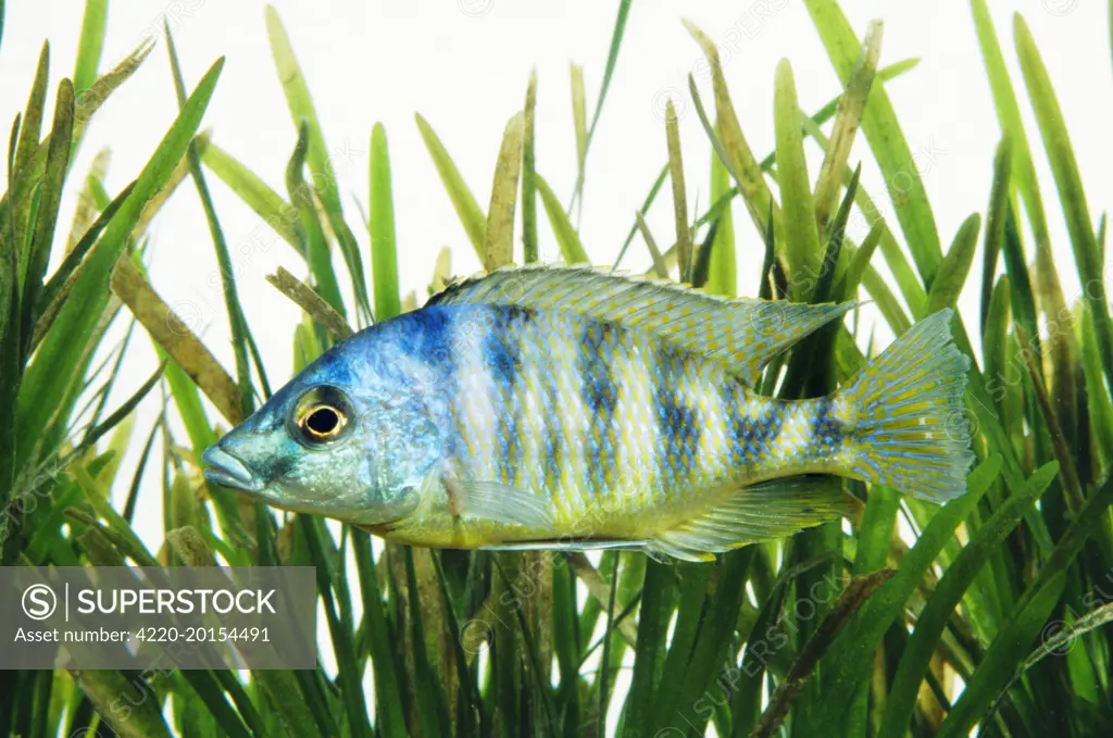 Lake Malawi Cichlid Fish (Haplochromis johnstoni)