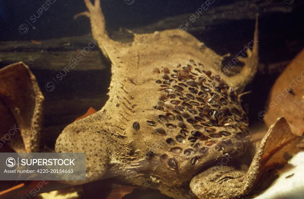 Pipa pipa  / Surinam toad - young emerging from back of mother (Pipa pipa)