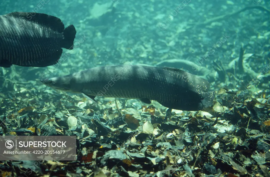 Arapaima / Pirarucu Fish (Arapaima gigas). Amazon. Endangered.