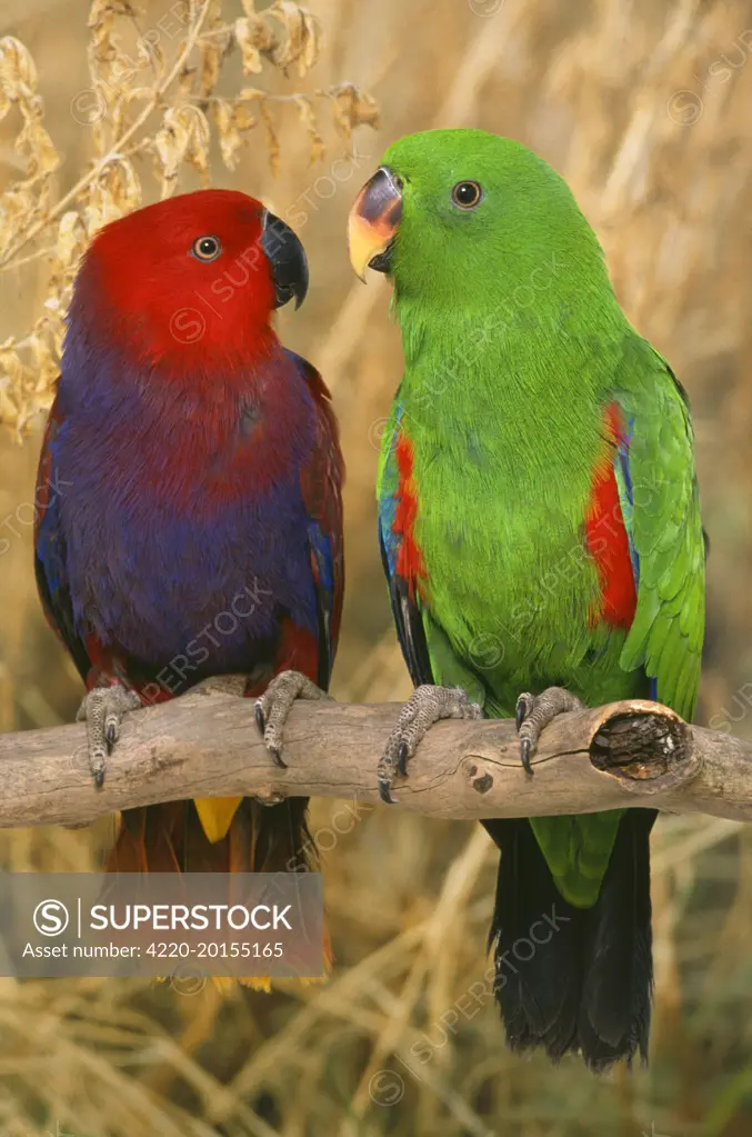 Eclectus Parrot - pair (Eclectus roratus)