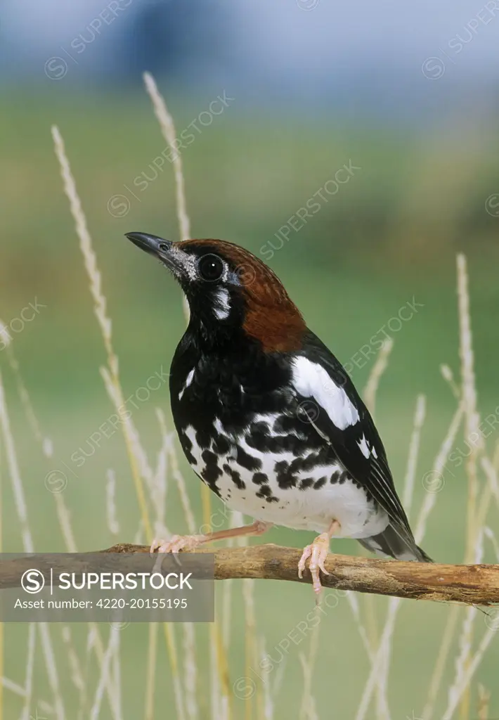 Chestnut-capped Thrush - perched on branch (Zoothera interpres)