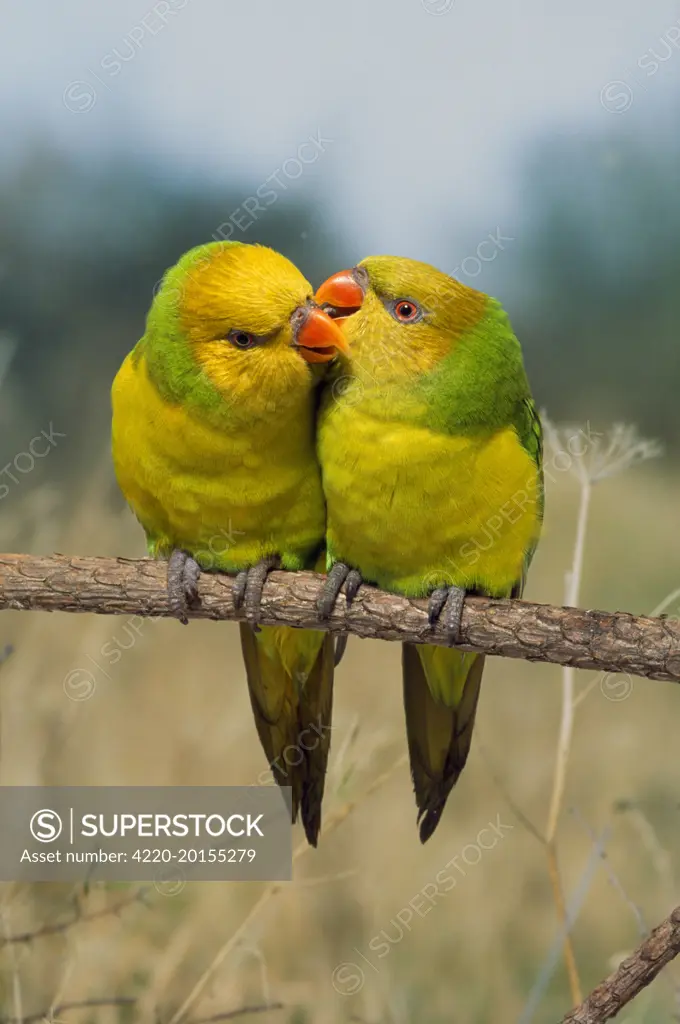 Lorikeet - pair - loving (Trichoglossus euteles). Birds.
