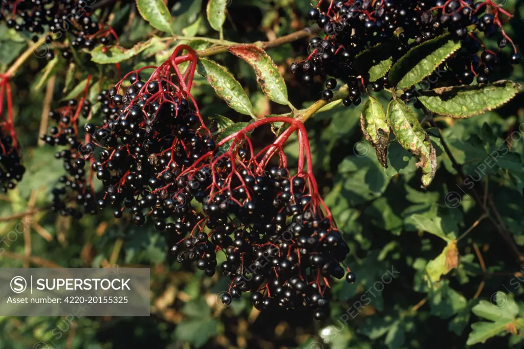 Common Elder Plant - fruit (Sambucus nigra)