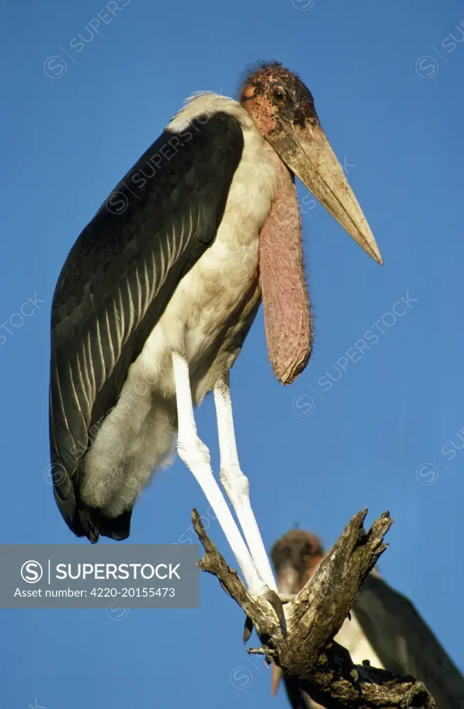 Marabou Stork - on perch  (Leptoptilus crumeniferus Leptoptilos crumeniferus)