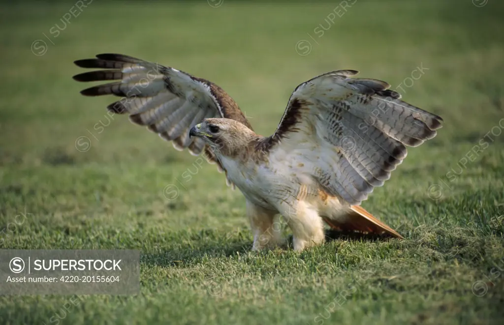 RED-TAILED HAWK - WINGS SPREAD (Buteo jamaicensis). Kentucky, USA.