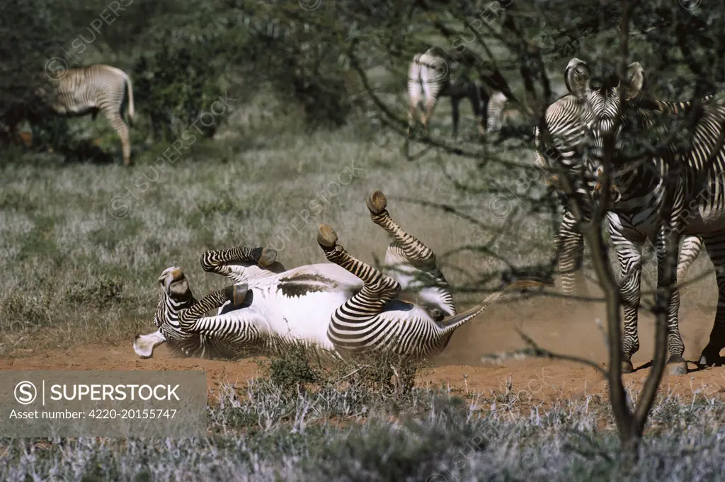 Grevy&#x573; ZEBRA - rolling in dirt / dust bathing  (Equus grevyi Hippotigris grevyi). Samburu, Kenya.