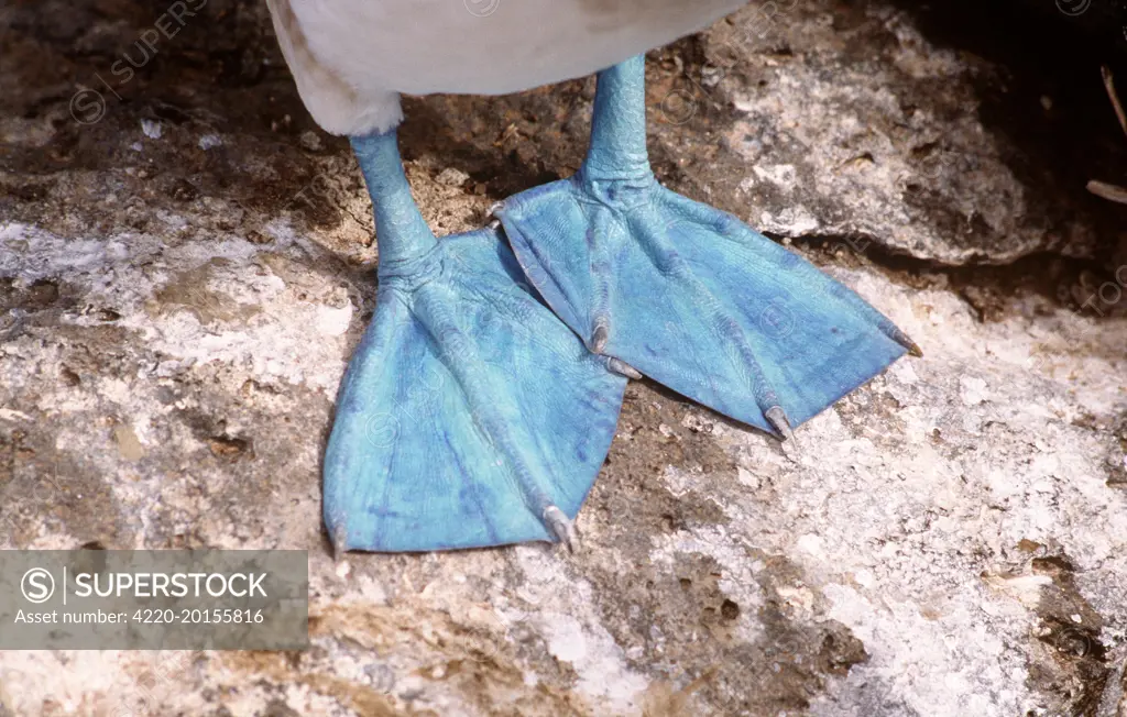 Blue-Footed Booby - feet  (Sula nebouxii ). Punta Suarez, Espanola Island, Galapagos Islands.