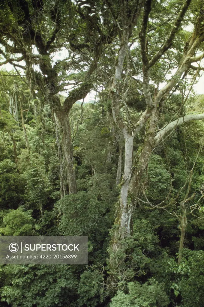 Cloud Forest. Monteverde, Costa Rica.