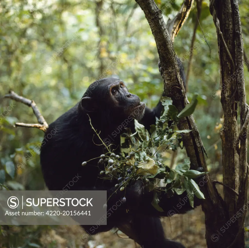 Chimpanzee - 'Freud' with berries (Pseudospondias microcarpa) (Pan troglodytes). Gombe, Tanzania, Africa.