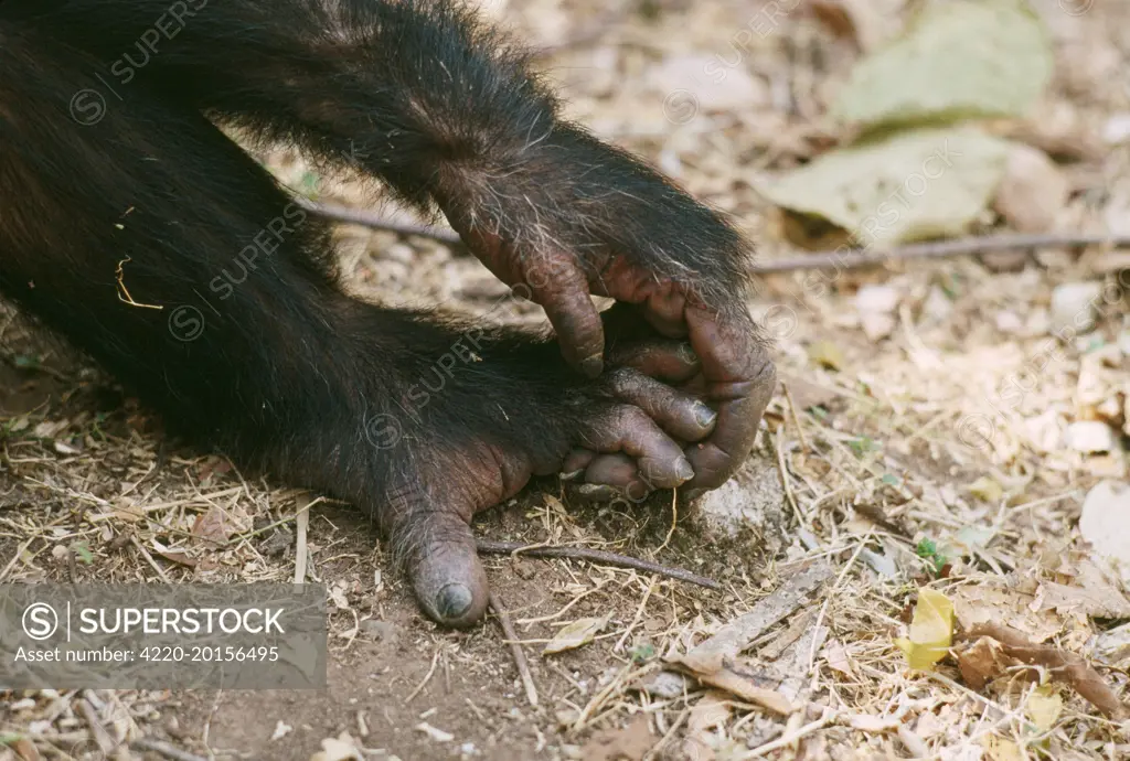Chimpanzee - 'Gimble' hand on foot (Pan troglodytes). Gombe, Tanzania, Africa.