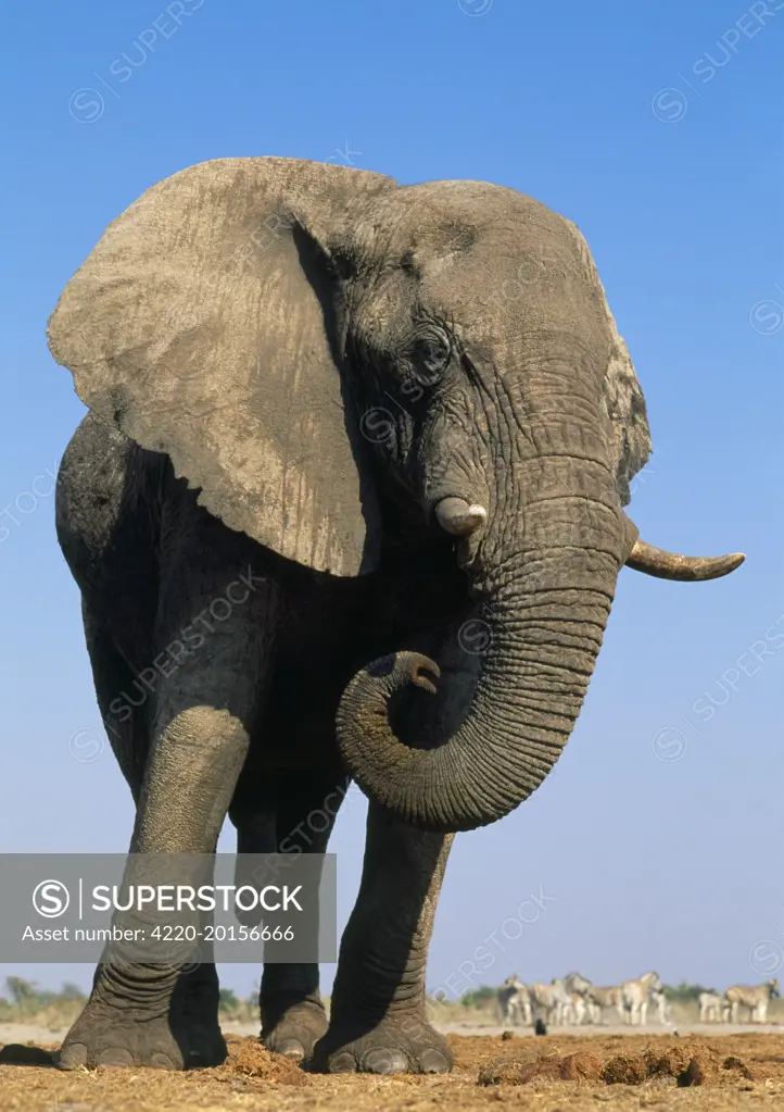 African Elephant  (Loxodonta africana). Etosha National Park - Namibia - Africa.