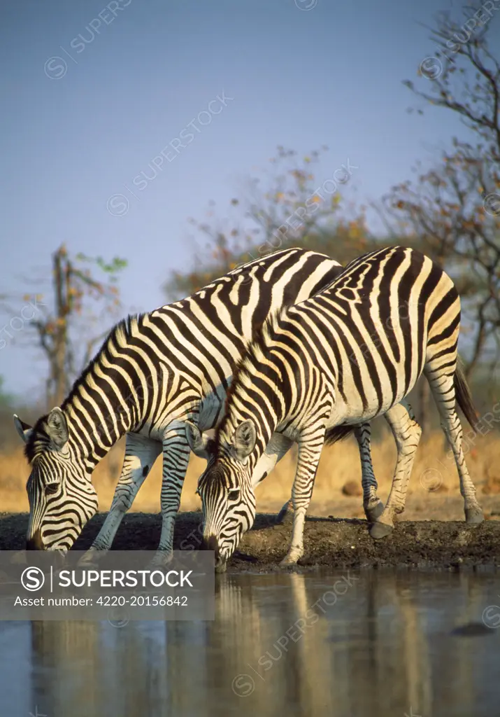 Common / Burchell's / Plains Zebra - drinking (Equus quagga). formerly Equus burchelli.