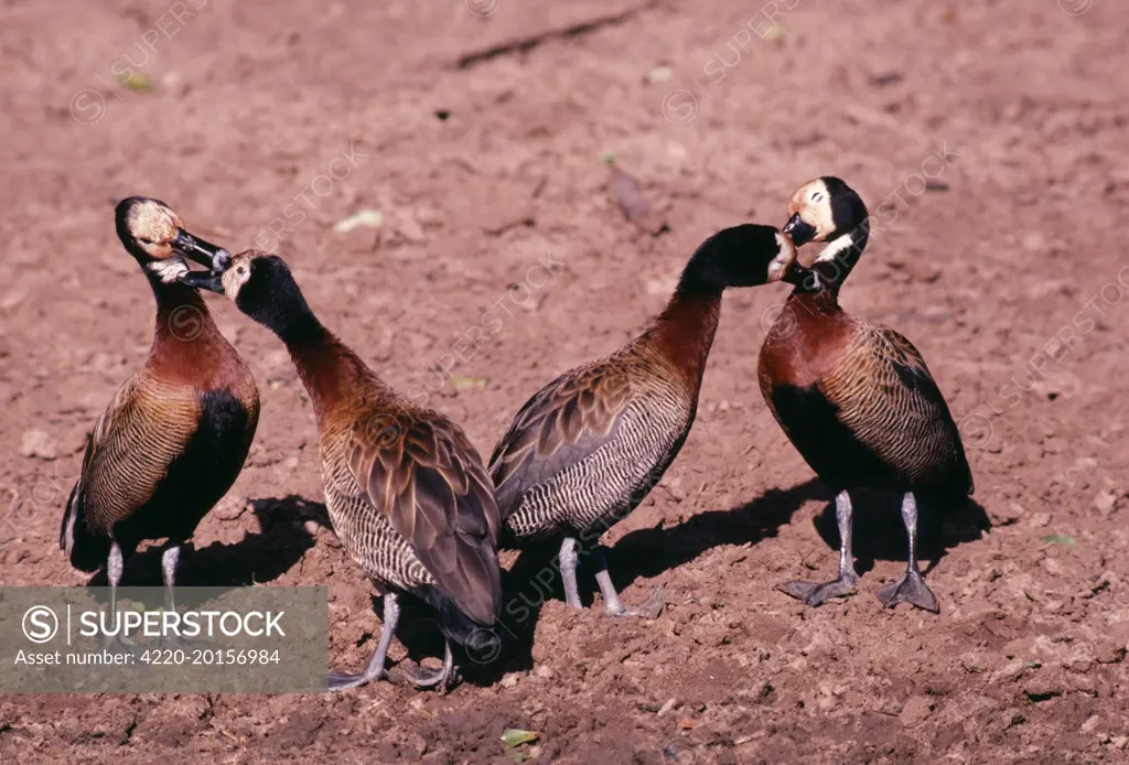 White-faced DUCKS / White-faced whistling-ducks / white-faced tree-ducks - allo-grooming / allo-preening (Dendrocygna viduata). Distribution: Central and South America, Africa.