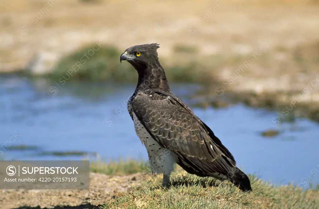 Martial Eagle  (Polemaetus bellicosus). South Africa.