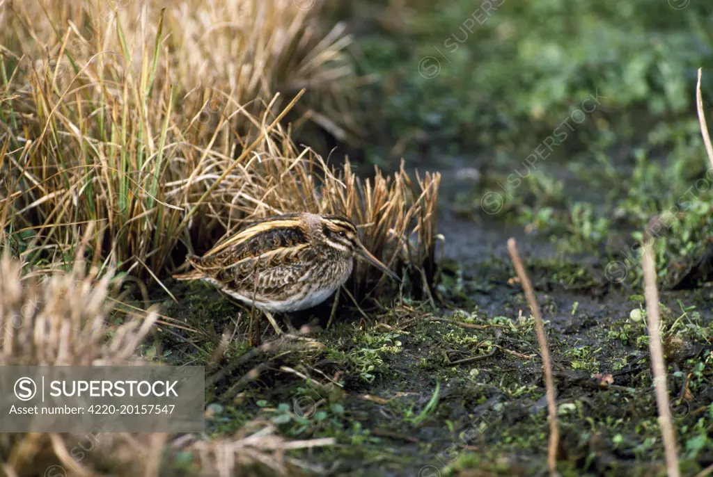 JACK SNIPE - on muddy grass (Lymnocryptes minimus)