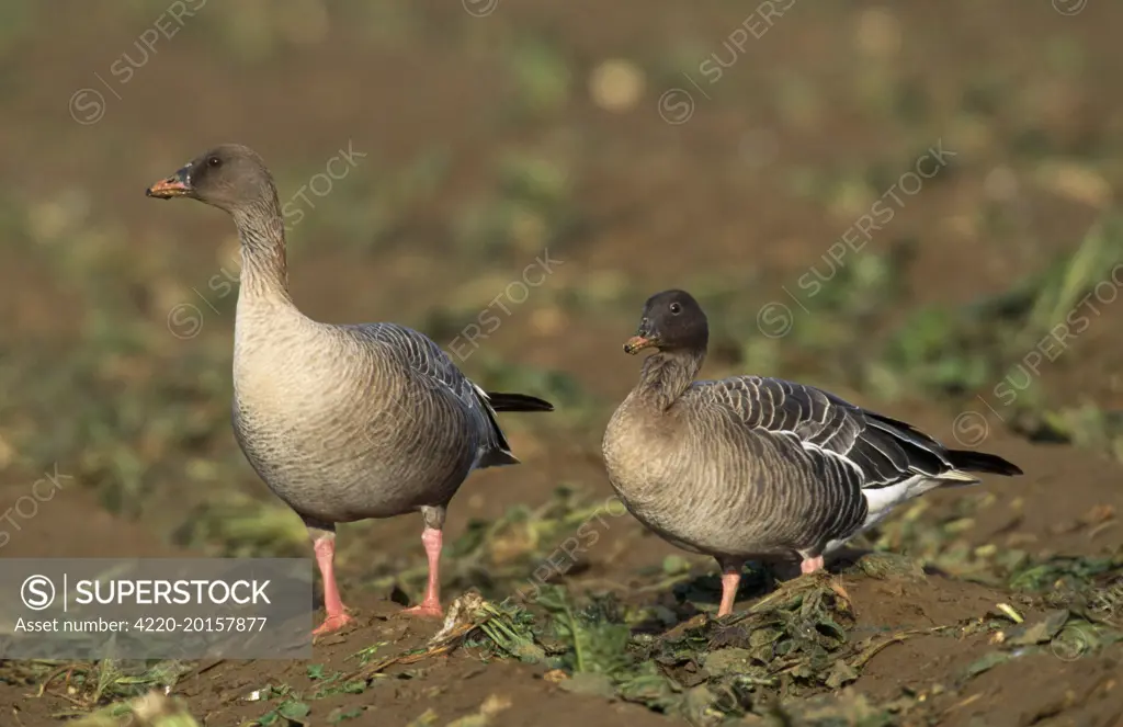 Pink-footed Goose - two (Anser brachyrhynchus)