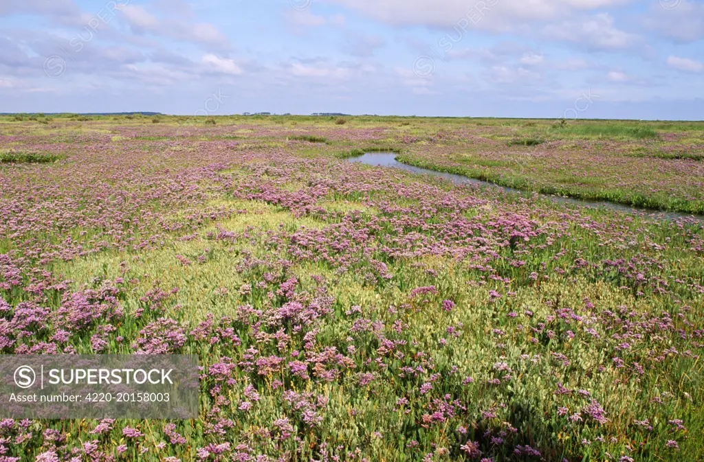 Common Sea Lavender (Limonium vulgare). Norfolk, UK.