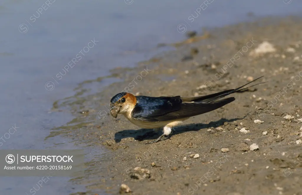 Red-rumped Swallow - mud for building a nest (Hirundo daurica)