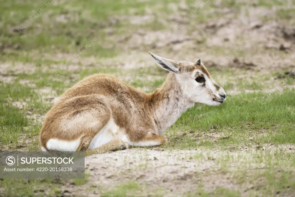 Arabian Sand Gazelle / Goitered gazelle&#x2af; Sand gazelle / Saudi Goitered Gazelle / Rheem Gazelle and Persian Gazelle - Infant (Gazella subgutturosa)