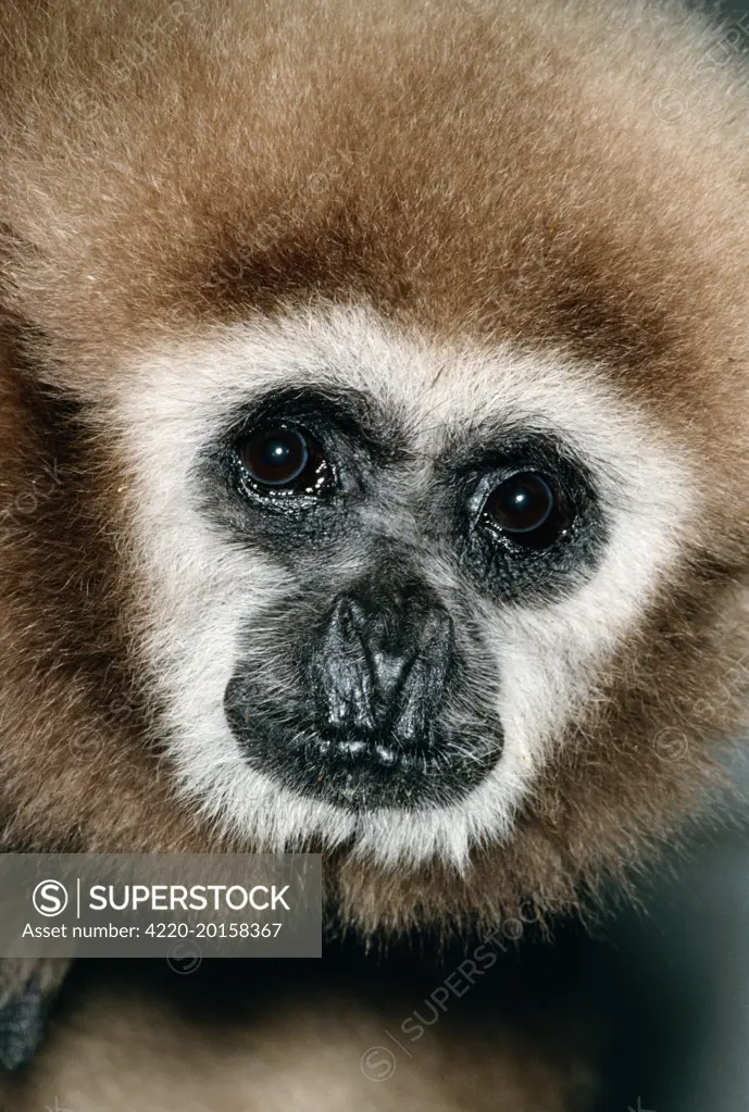 White-handed Gibbon (Hylobates lar). Malay Peninsula.