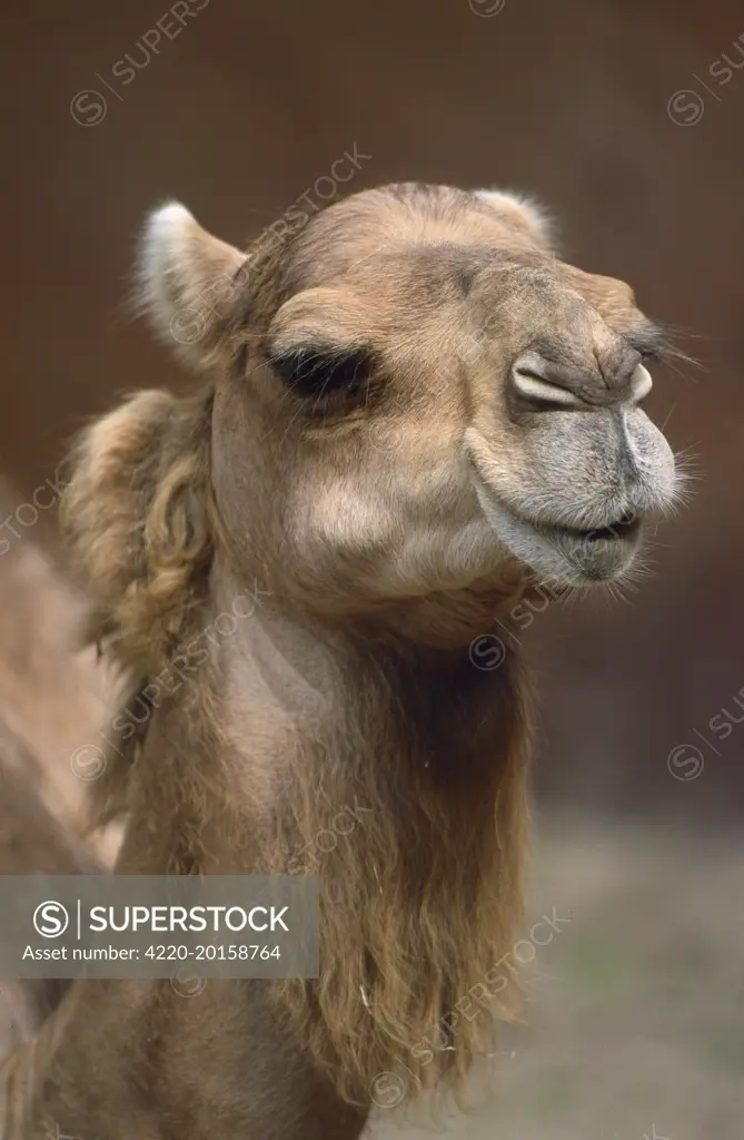 DROMEDARY CAMEL -CLOSE UP (Camelus dromedarius)