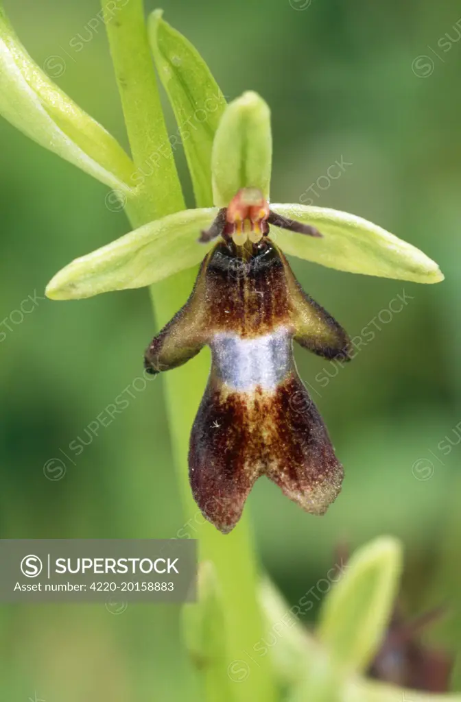 FLY ORCHID  (Orphys insectifera)
