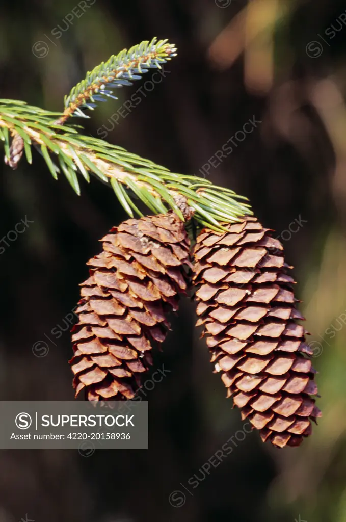 Sargent Spruce - cone (Picea brachytyla)