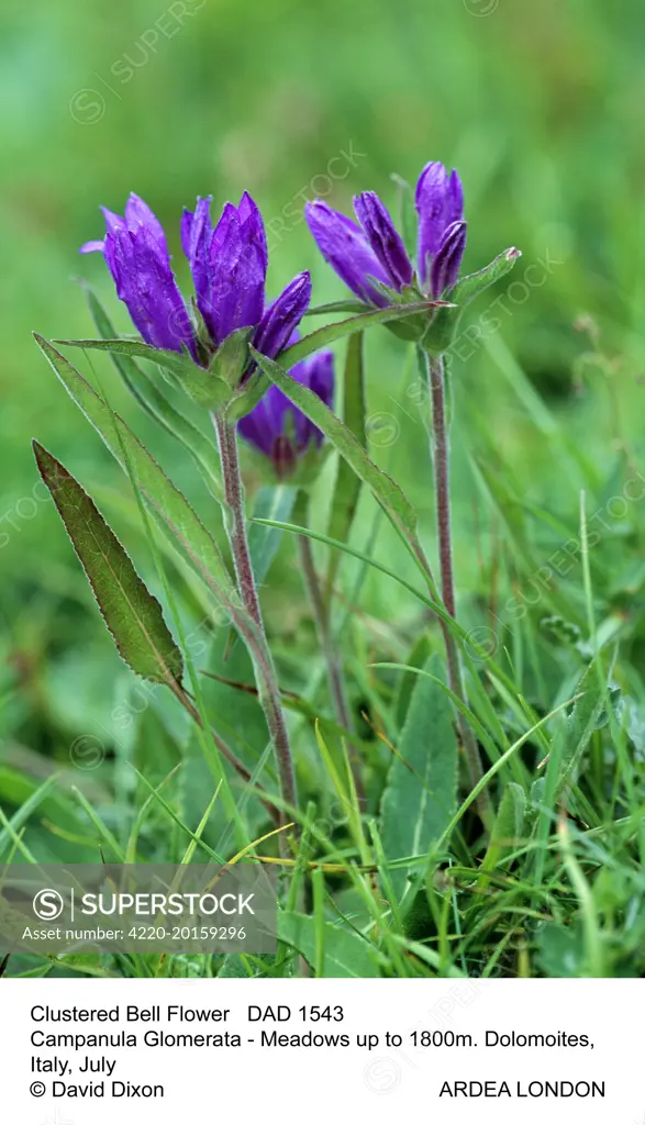 Clustered BELLFLOWER (Campanula Glomerata). Dolomoites, Italy. July. Meadows up to 1800m.