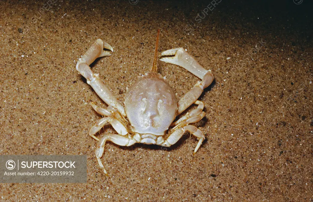 Masked CRAB (Corystes cassivelaunus)