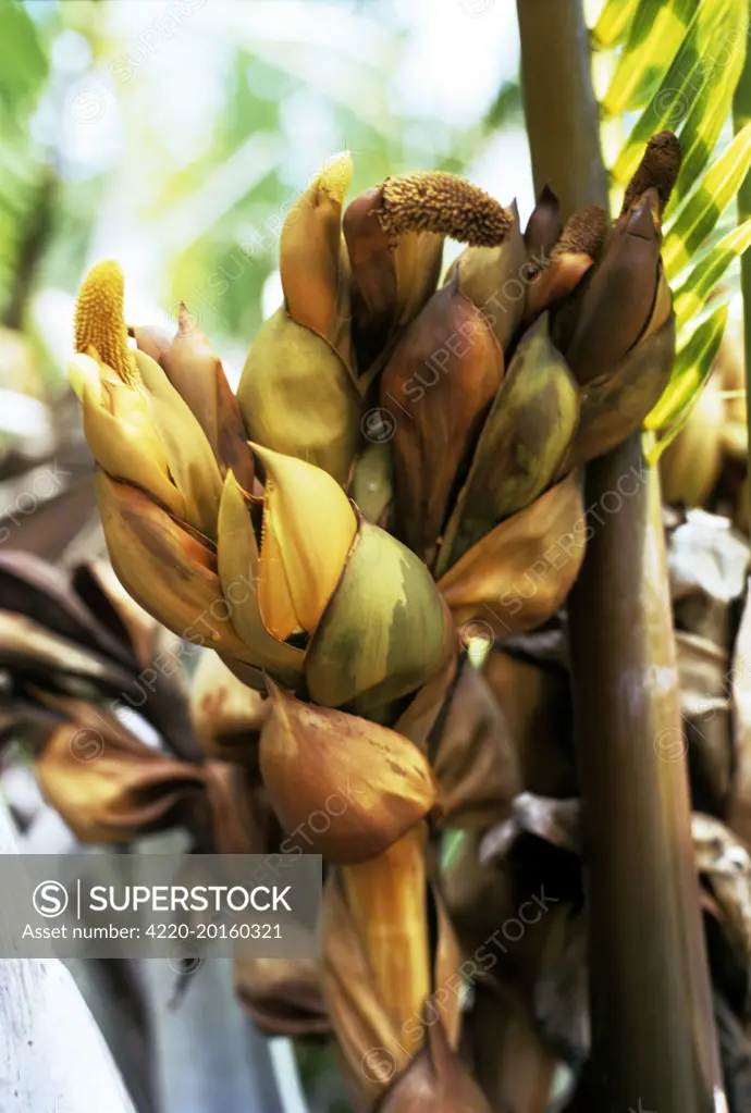Nipa Palm - flower spike (Nypa fruticans)