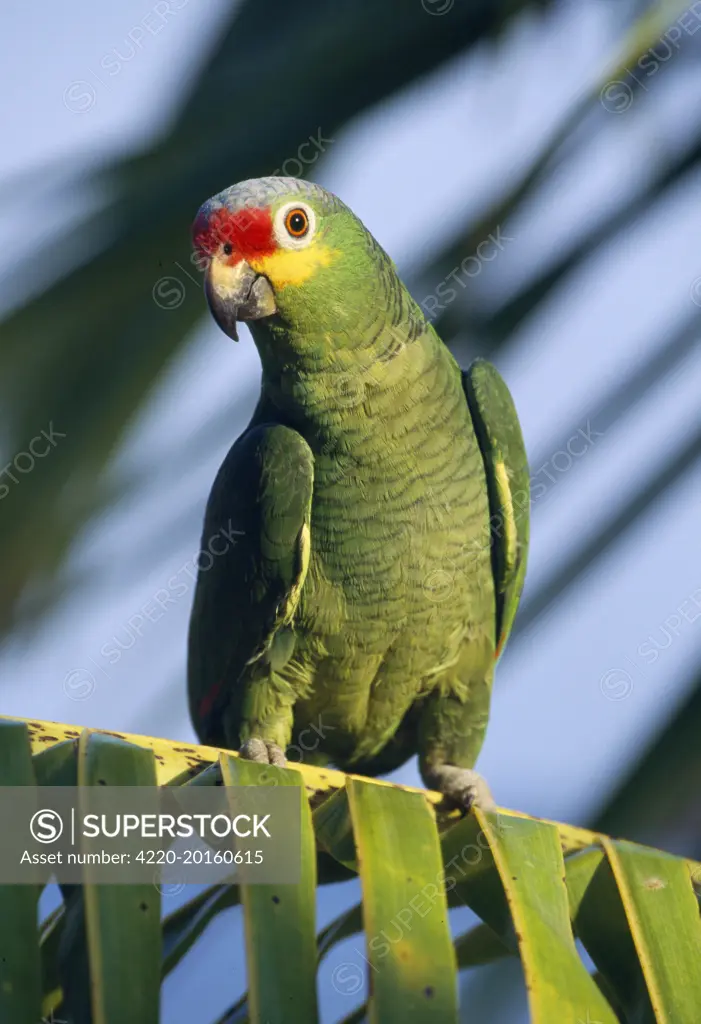 Red-lored / Red-fronted Amazon Parrot (Amazona autumnalis)